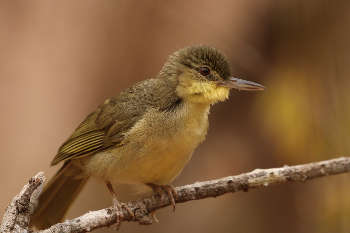 Long-billed Bernieria - ML622318622