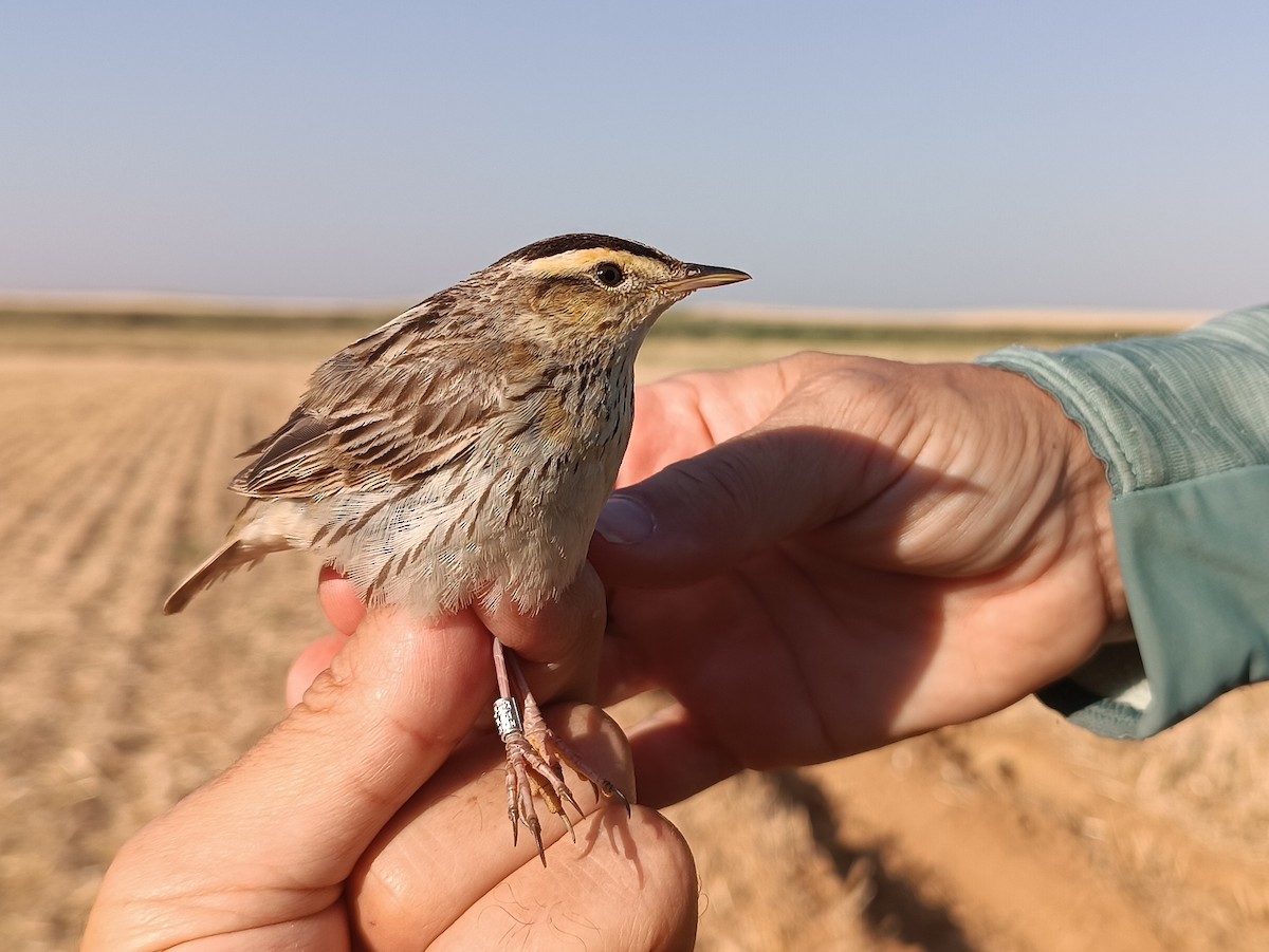 Aquatic Warbler - ML622318628