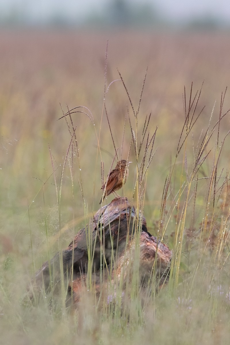 Eastern Clapper Lark - ML622318643