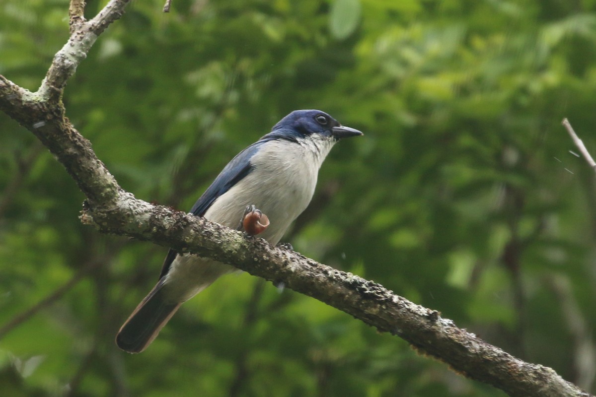 Madagascar Blue Vanga - ML622318648