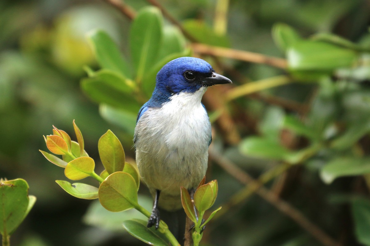 Madagascar Blue Vanga - André Geelhoed