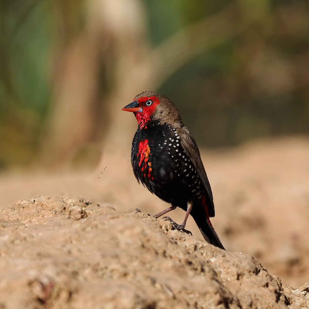 Painted Firetail - ML622318657