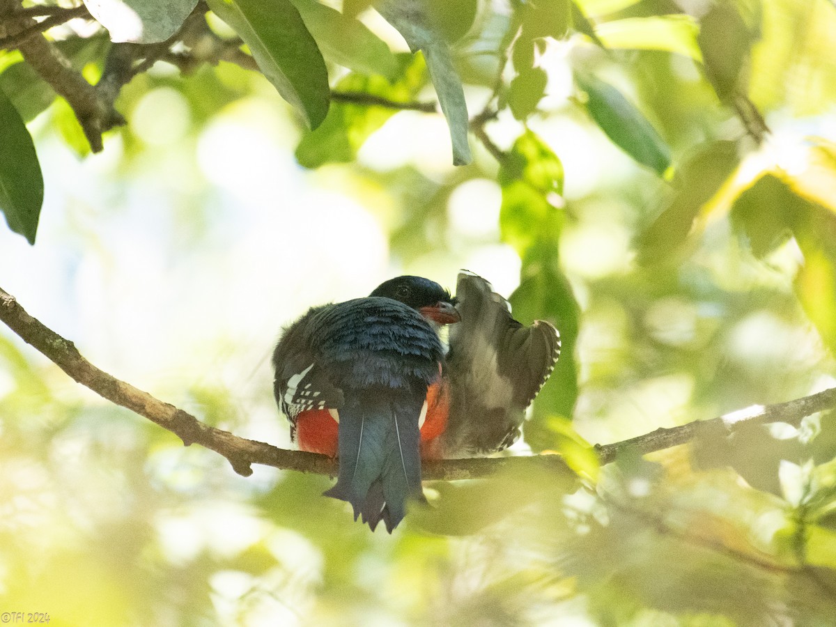 Cuban Trogon - ML622318665