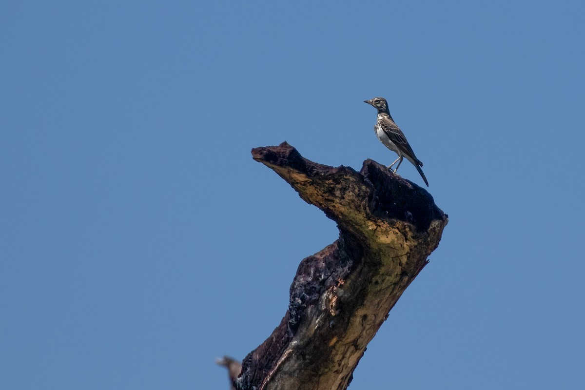 Dusky Lark - ML622318688