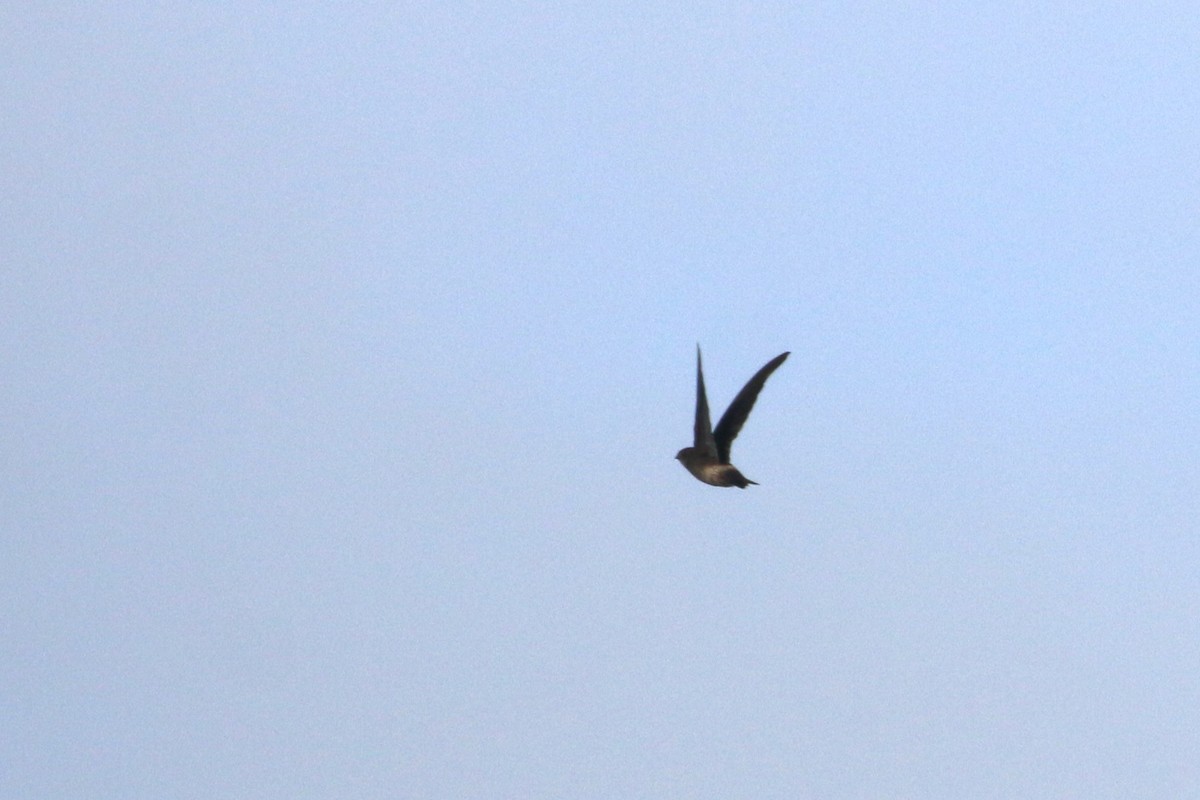 Madagascar Spinetail - ML622318702