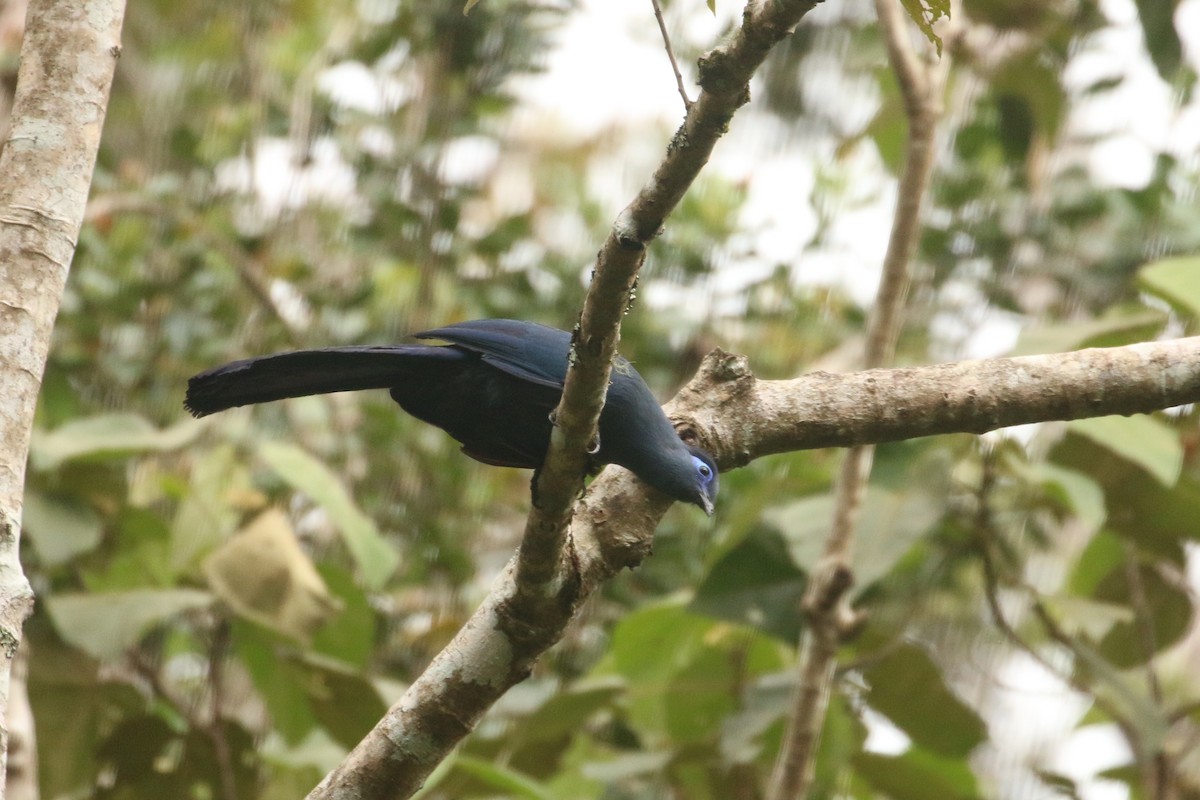 Blue Coua - André Geelhoed