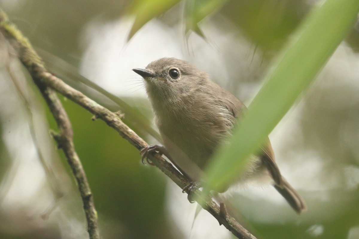 Red-tailed Vanga - ML622318710