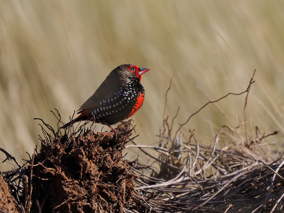 Painted Firetail - ML622318715