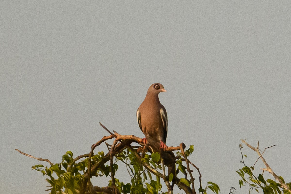 Bare-eyed Pigeon - ML622318722