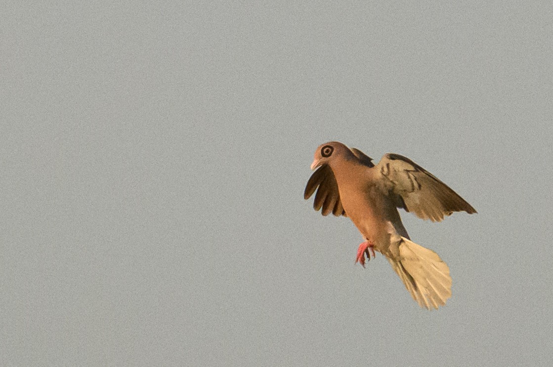 Bare-eyed Pigeon - ML622318735