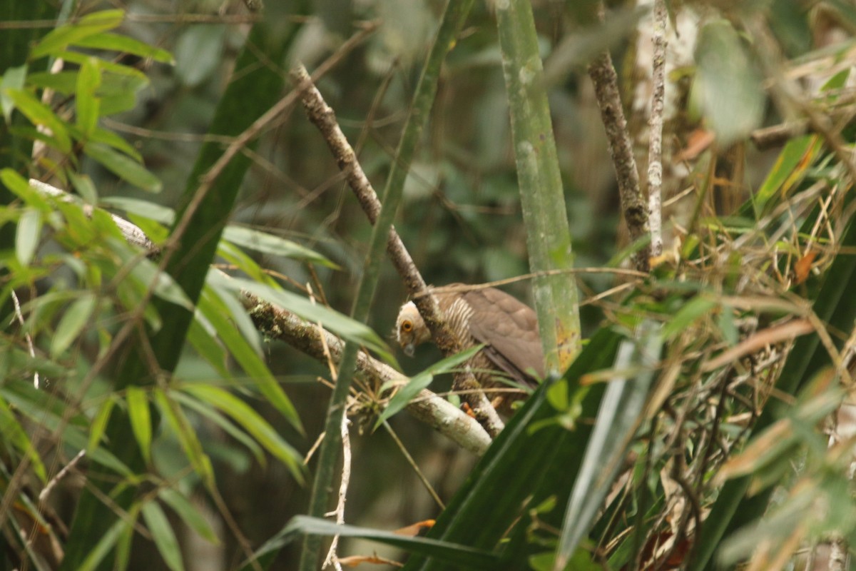 Madagascar Sparrowhawk - ML622318762