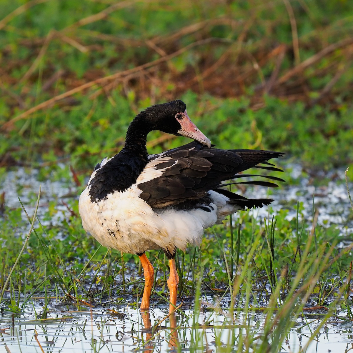 Magpie Goose - ML622318781