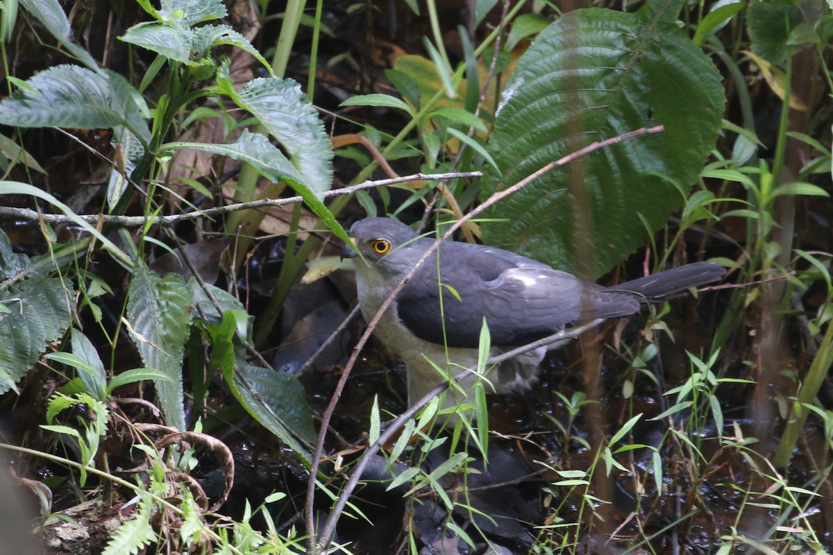 Frances's Sparrowhawk - ML622318792