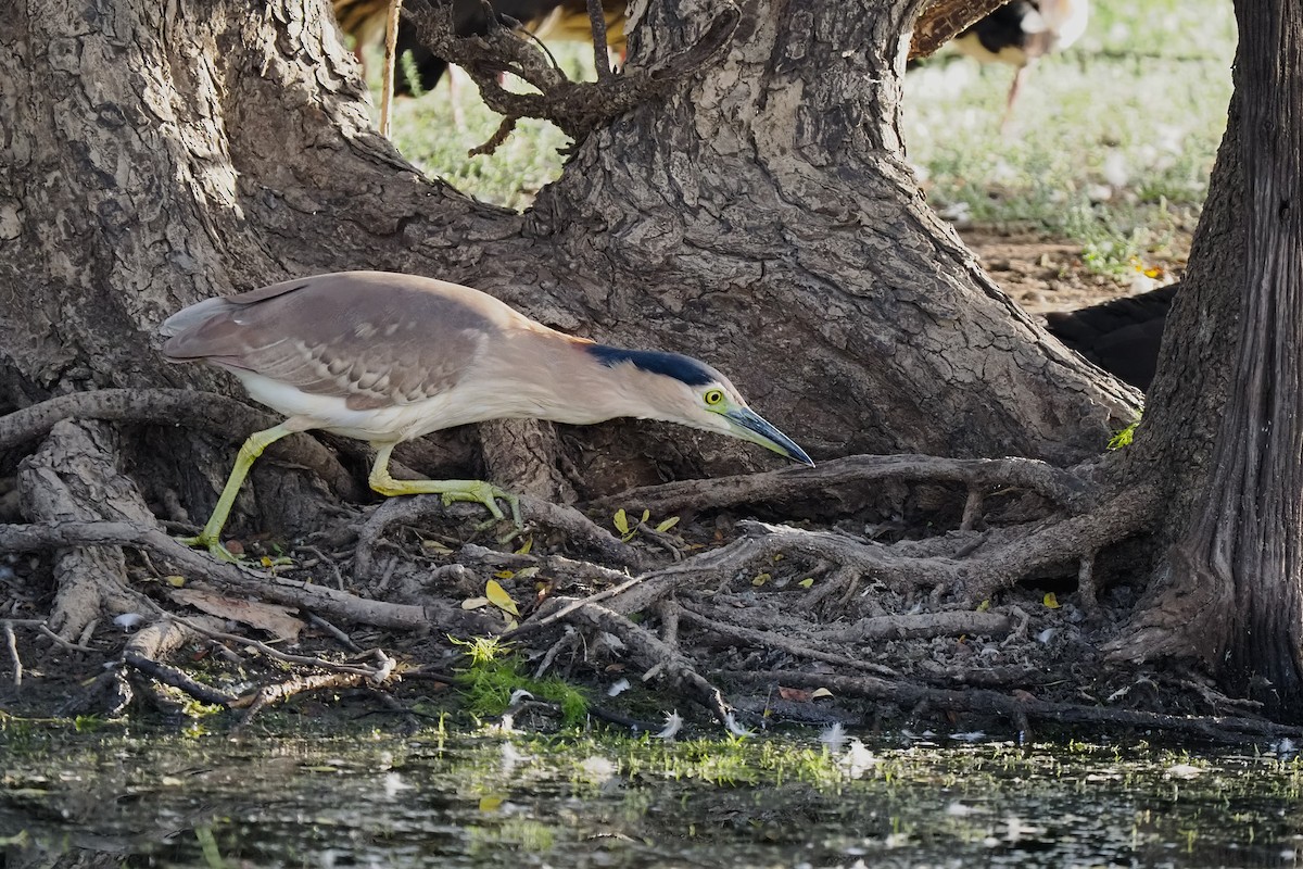 Nankeen Night Heron - ML622318799