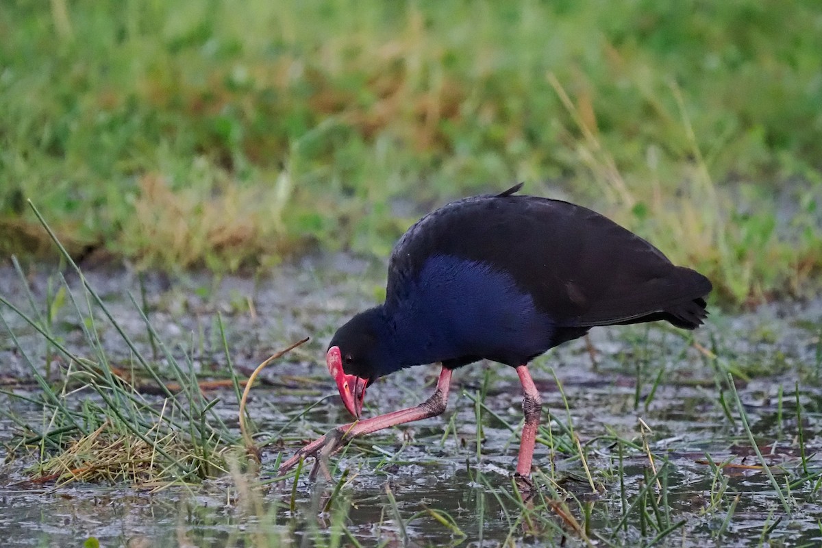 Australasian Swamphen - ML622318807