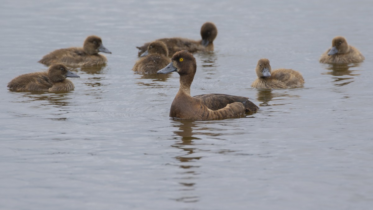 Tufted Duck - Nathaniel Dargue