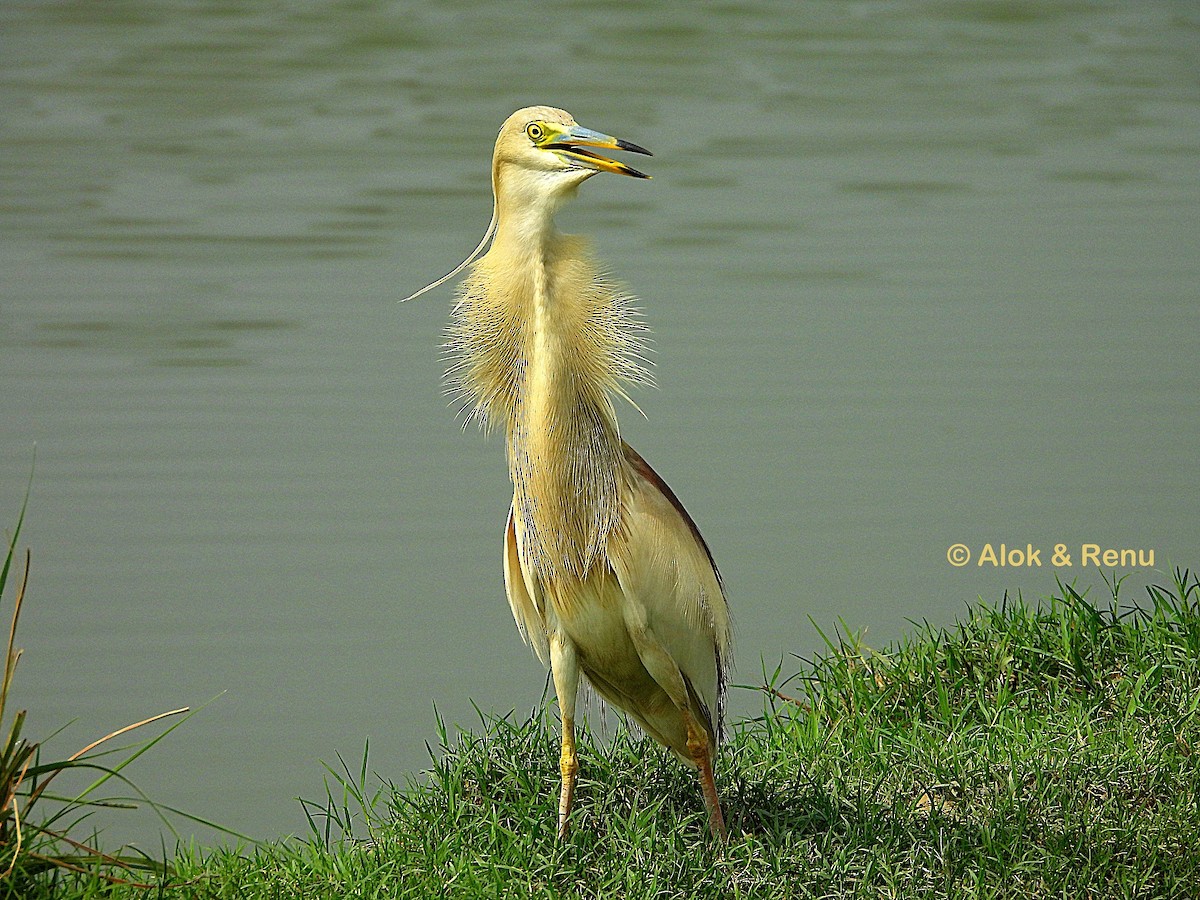 Indian Pond-Heron - ML622318892