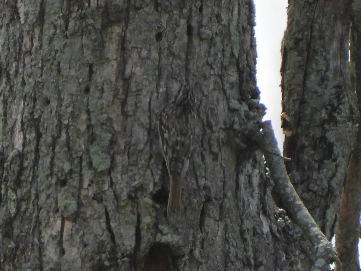 Grimpereau brun - ML622318962