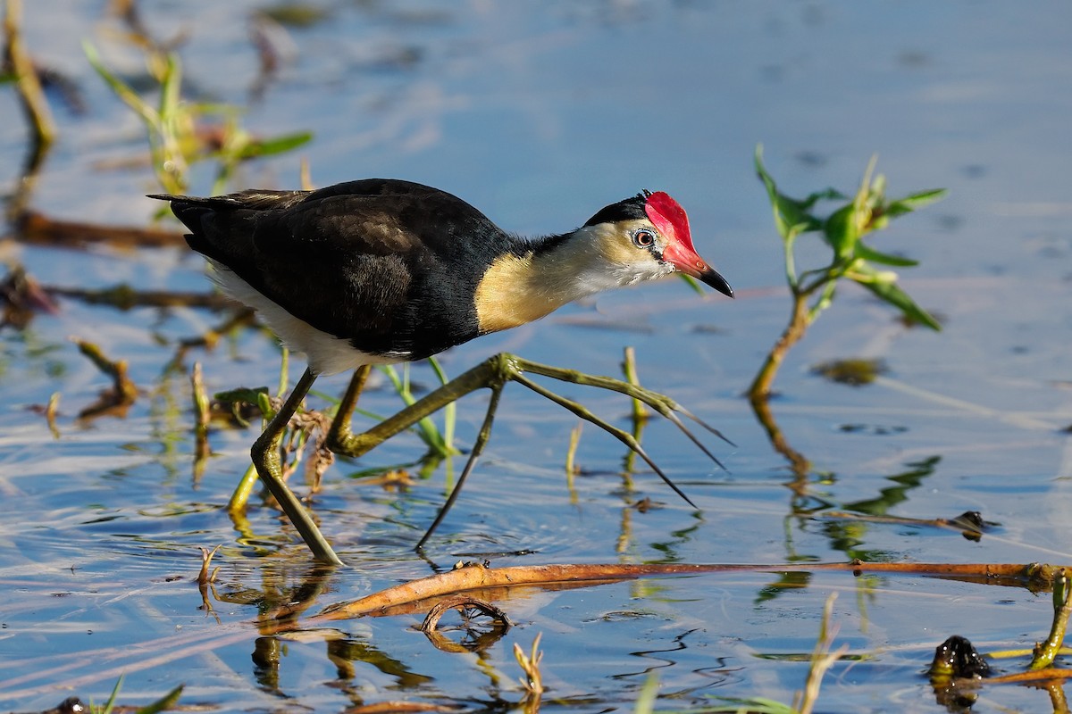 Jacana à crête - ML622318965