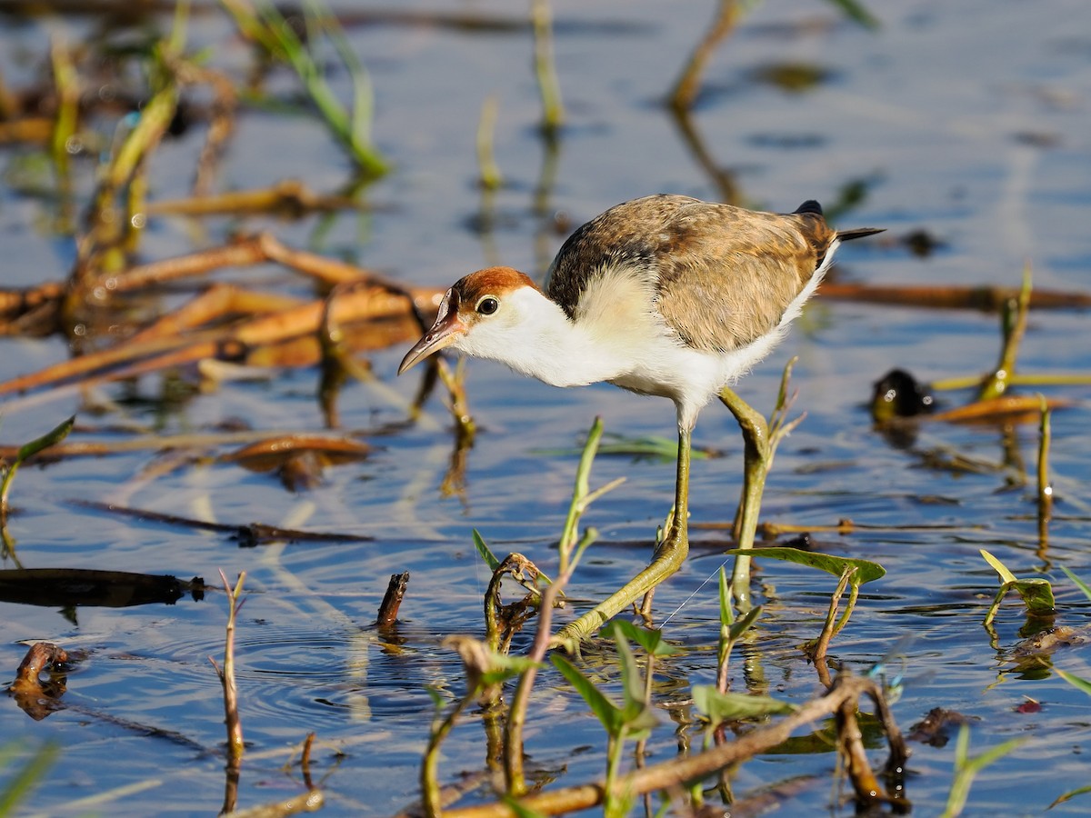 Jacana à crête - ML622318968