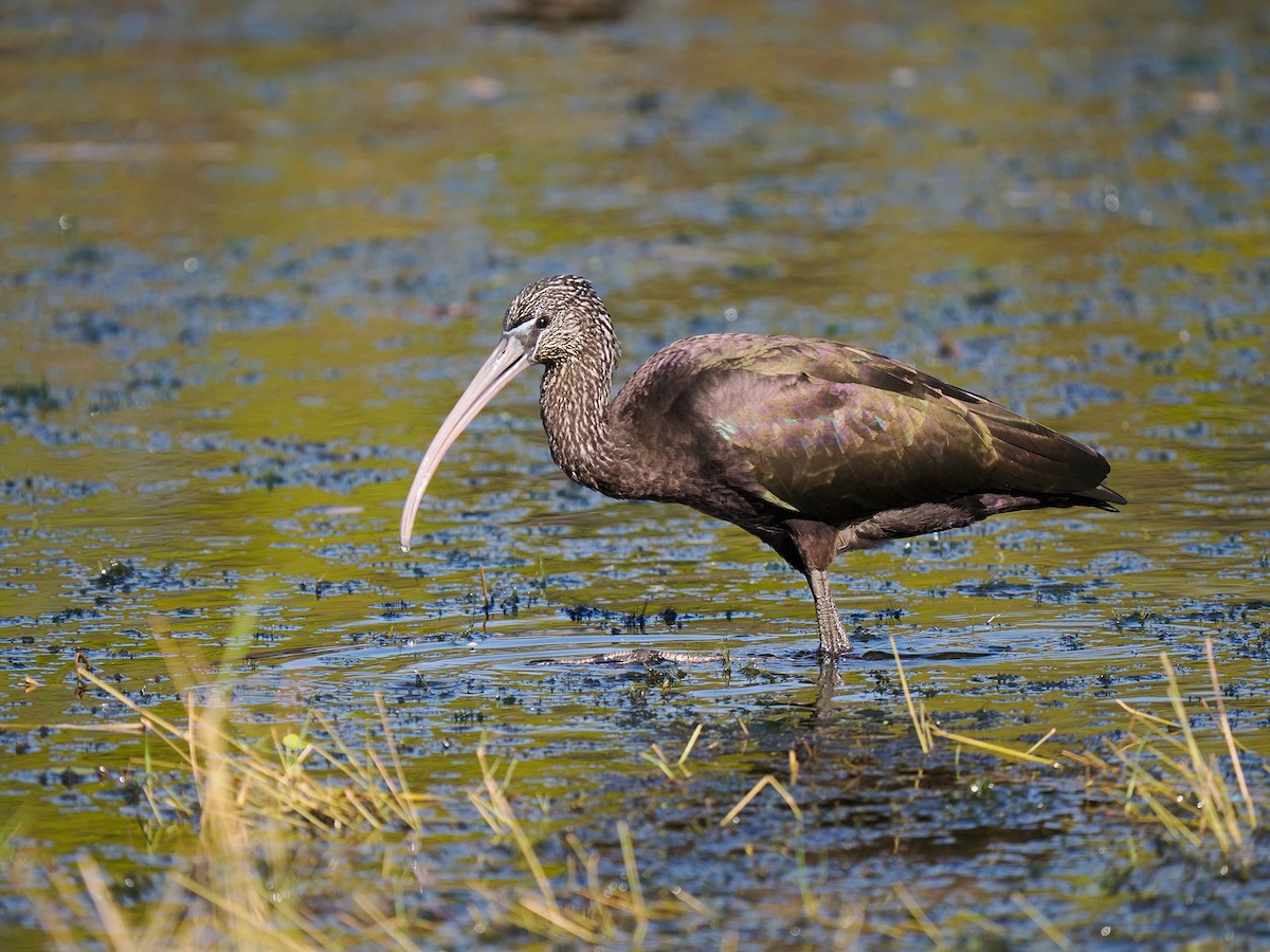 Glossy Ibis - ML622318973