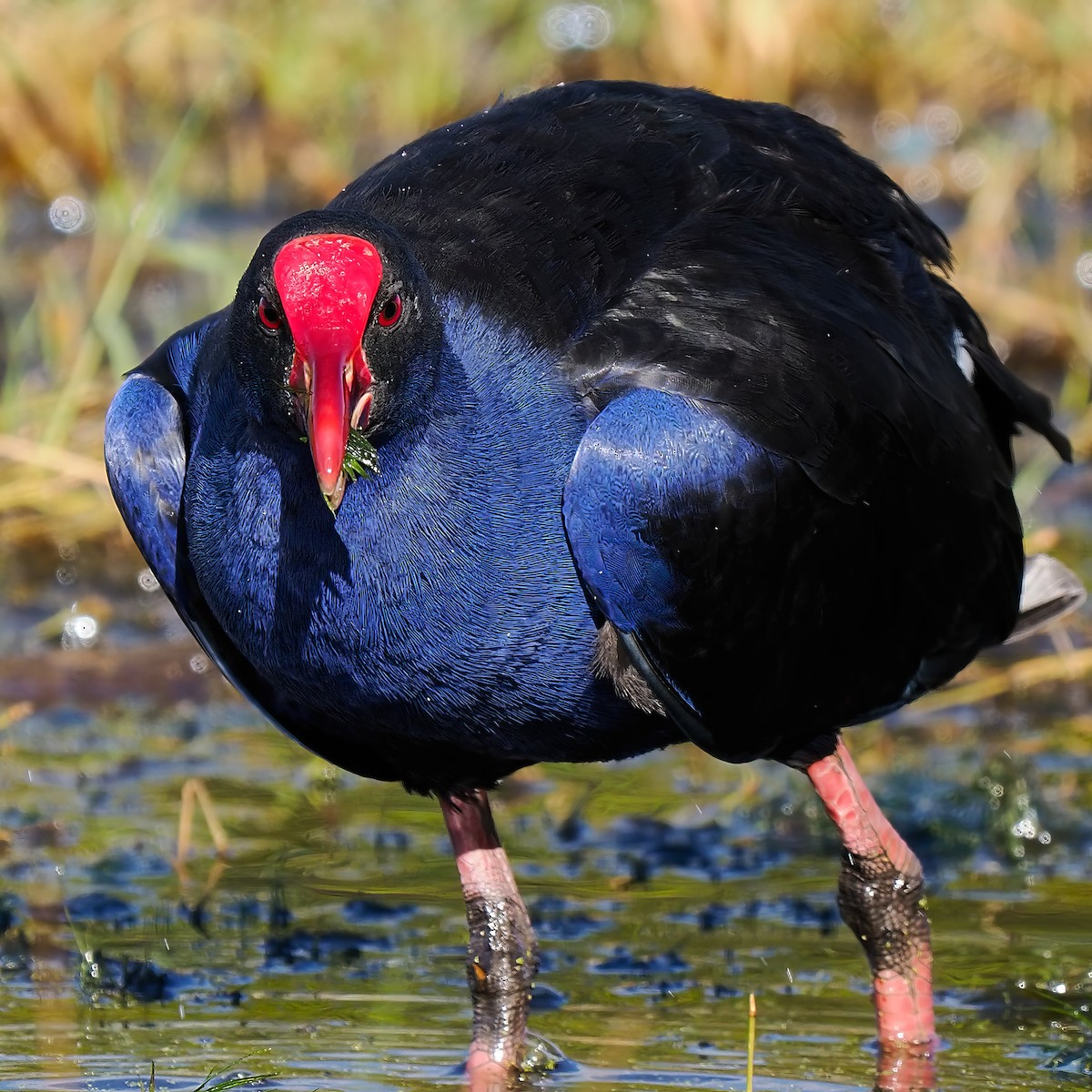 Australasian Swamphen - ML622318978