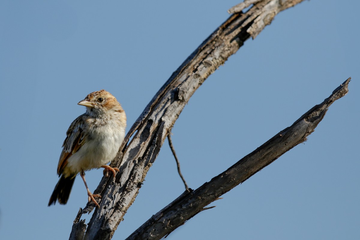 Fawn-colored Lark - ML622318994
