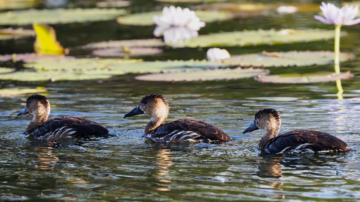 Wandering Whistling-Duck - Robert Berry