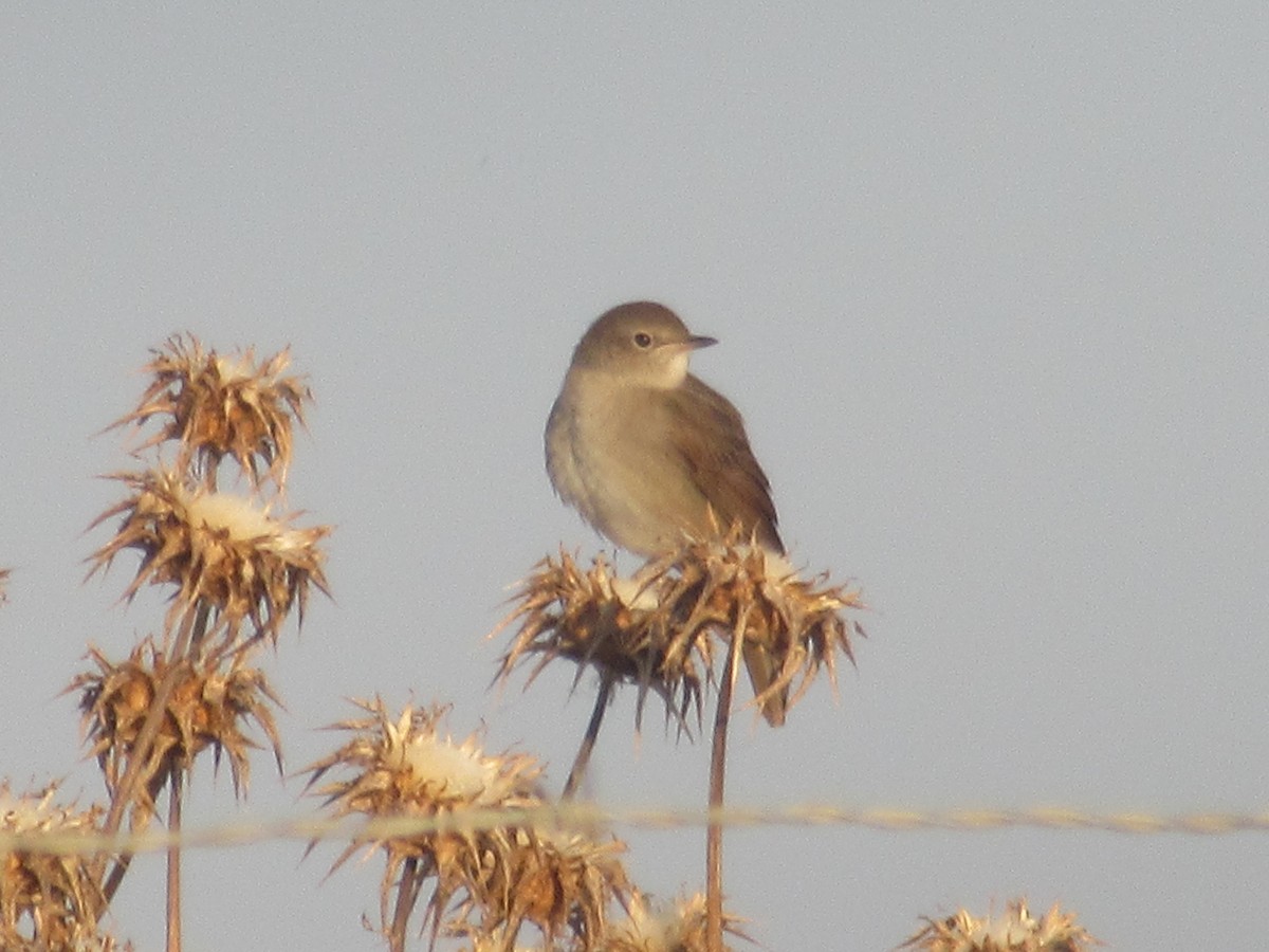 Зулбаран гургалдай - ML622319042