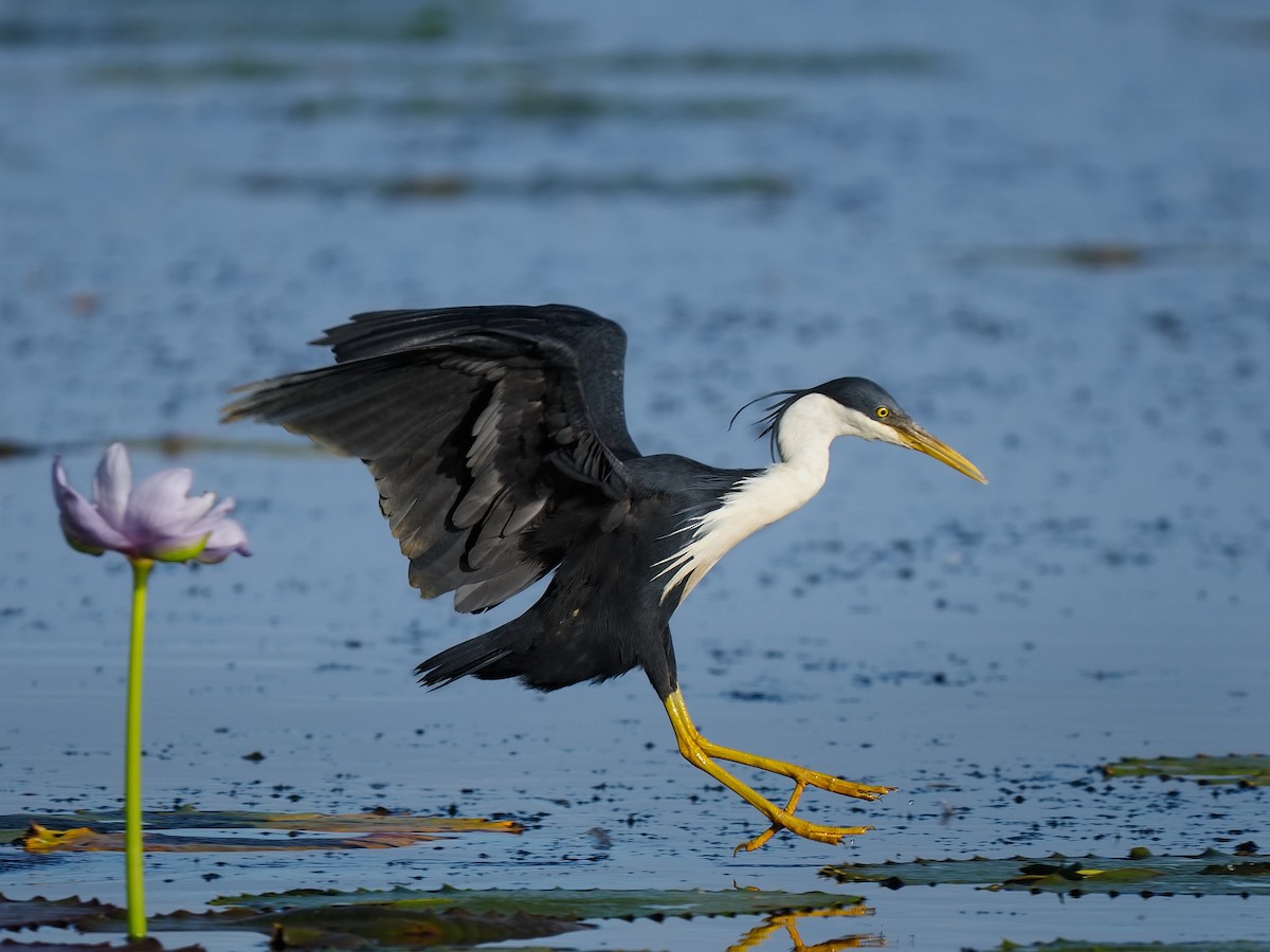 Pied Heron - ML622319043