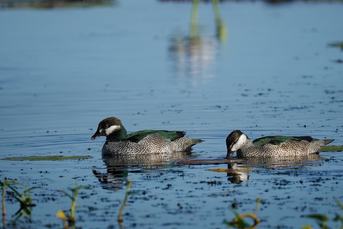 Green Pygmy-Goose - ML622319045