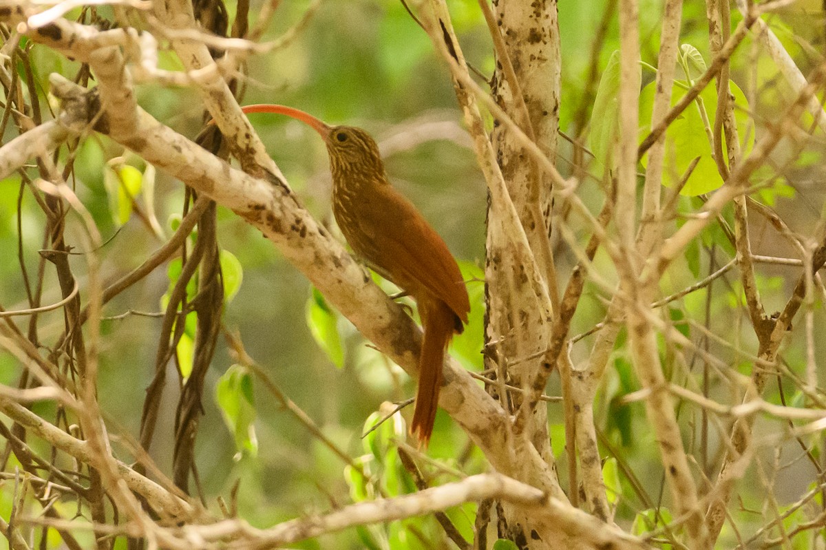 Red-billed Scythebill - ML622319052