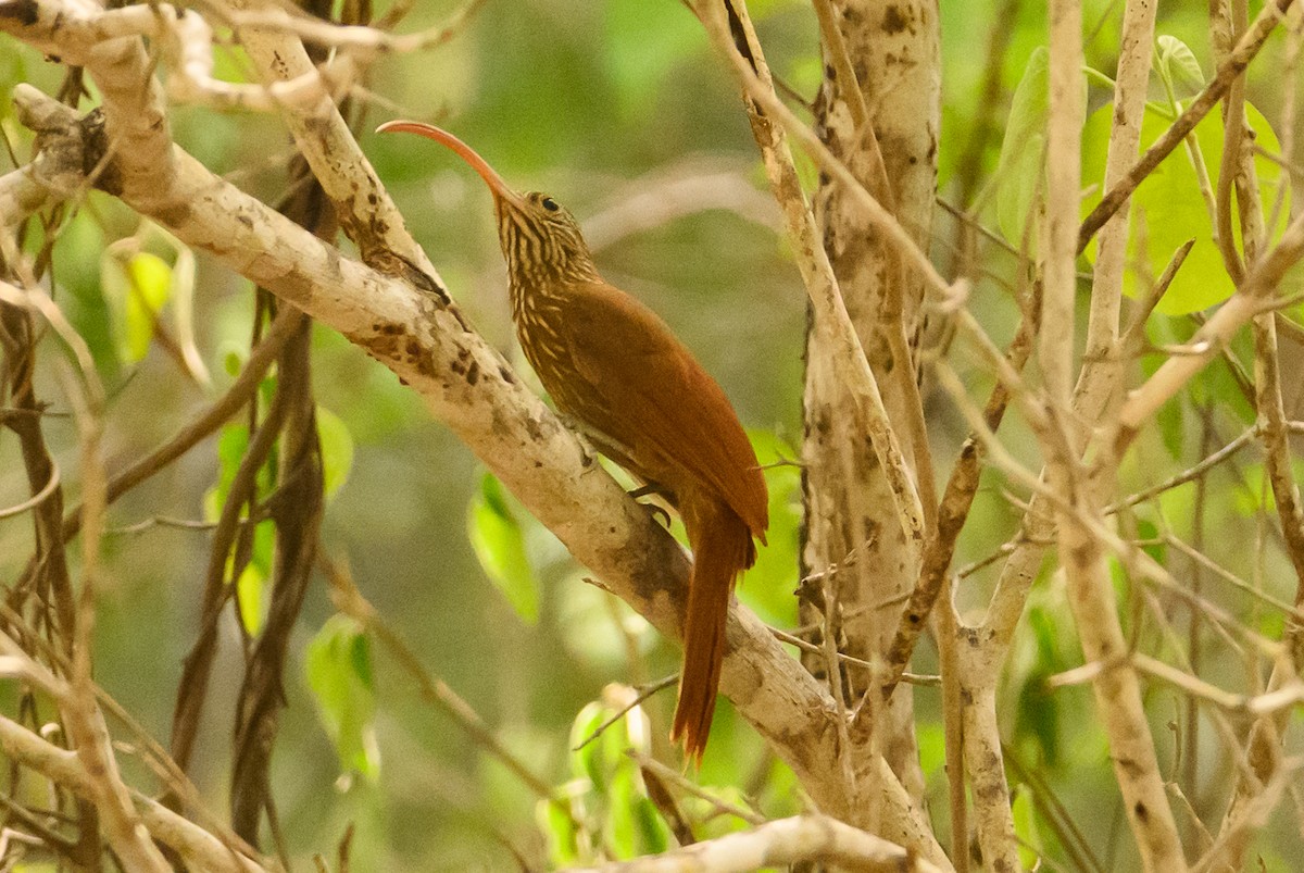 Red-billed Scythebill - ML622319085