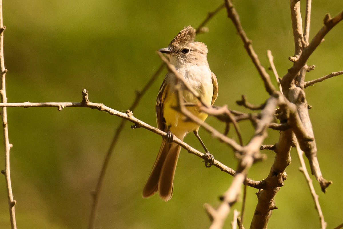 Northern Scrub-Flycatcher - ML622319129