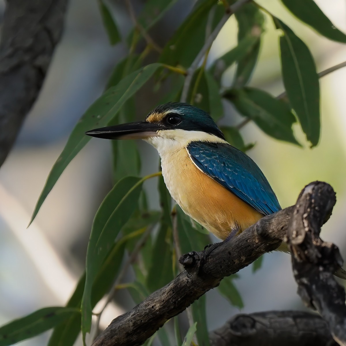 Sacred Kingfisher - ML622319170