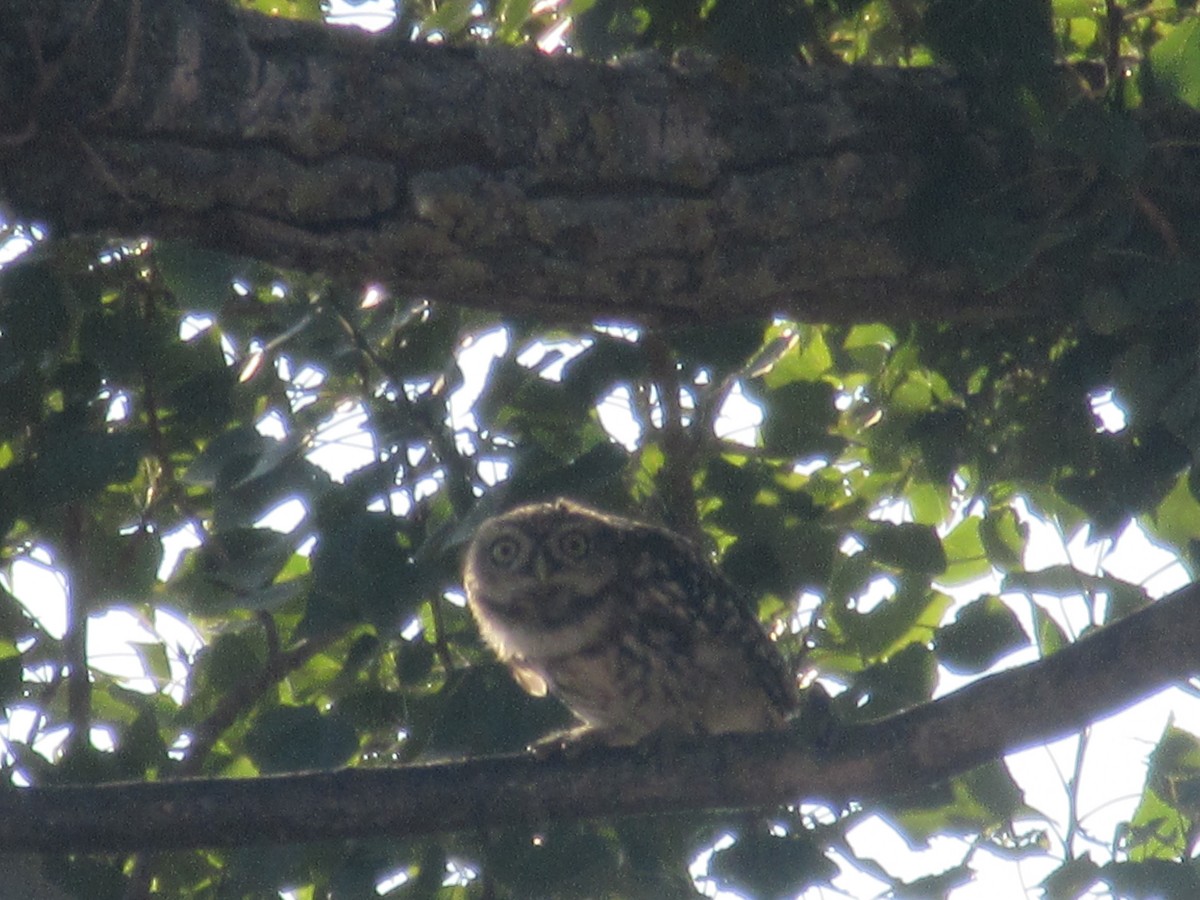 Хотны бүгээхэй - ML622319177