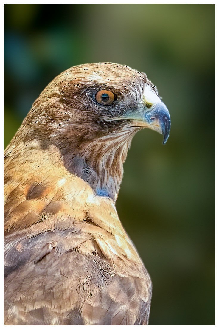 Red-tailed Hawk - ML622319179