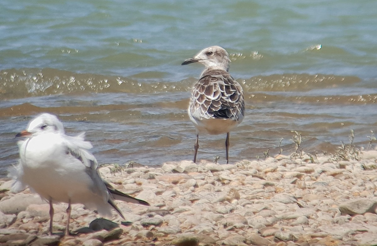 Mediterranean Gull - ML622319180