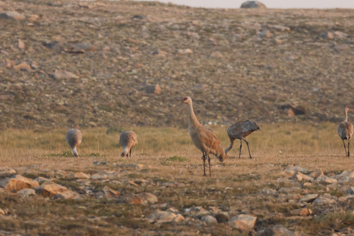 Sandhill Crane - ML622319215