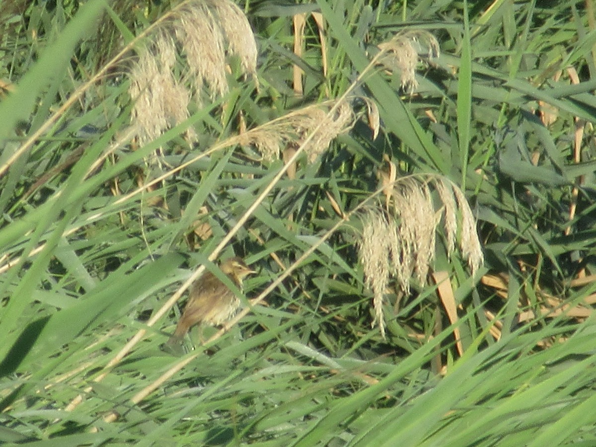 Улалжийн охил бялзуухай - ML622319223