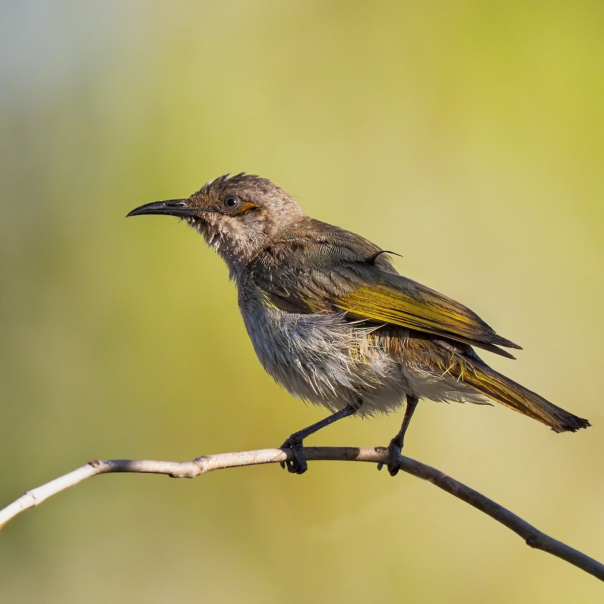 Brown Honeyeater - ML622319241