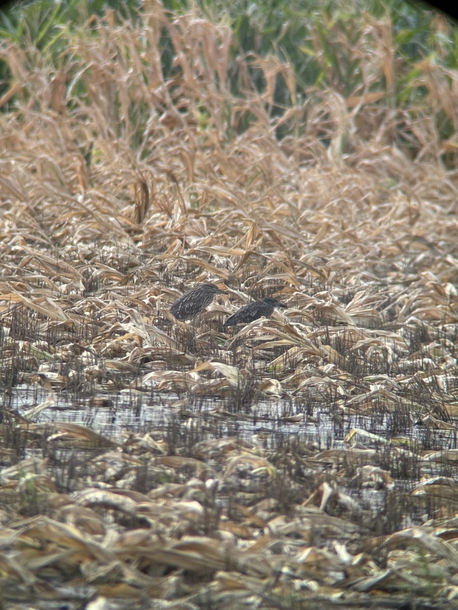 Ногоовор зашин - ML622319243