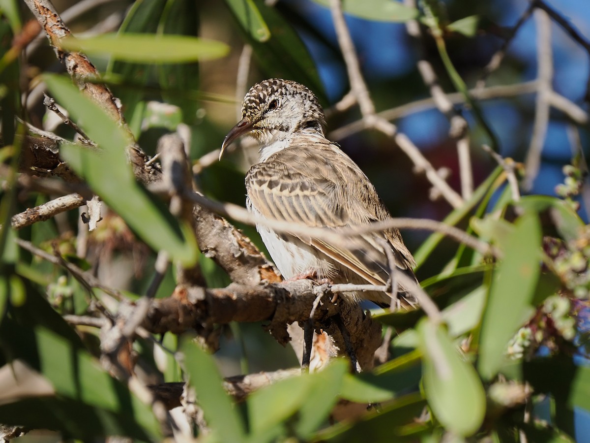 Bar-breasted Honeyeater - ML622319253