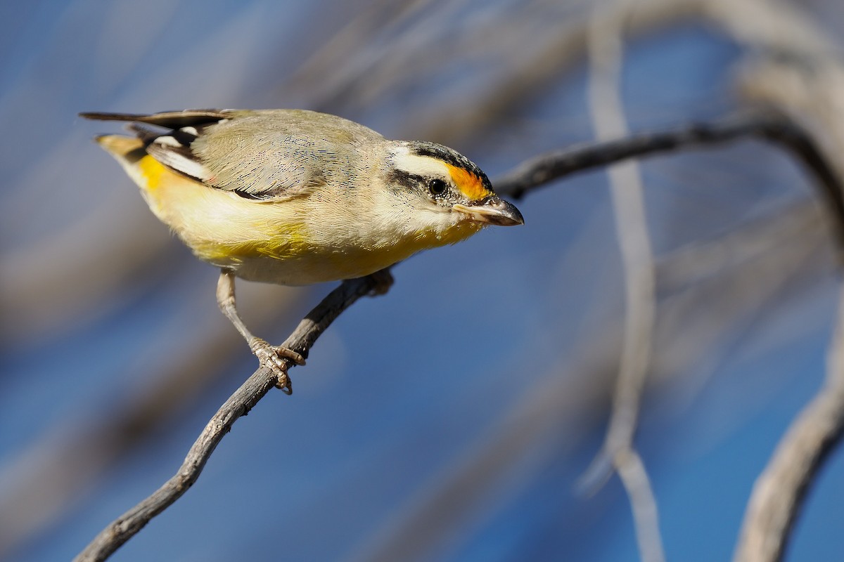 Striated Pardalote - ML622319265