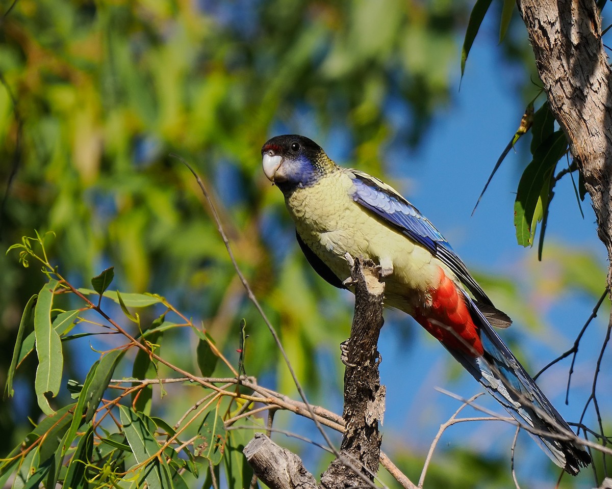 Northern Rosella - ML622319331