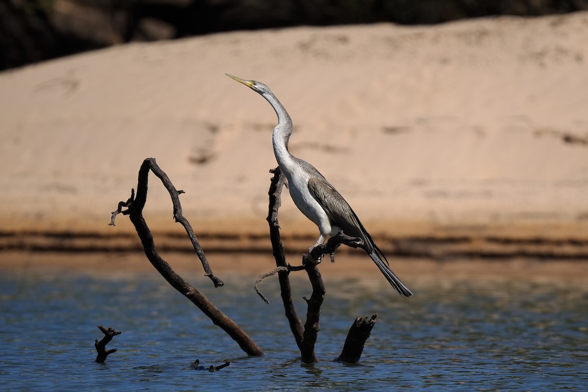 Anhinga d'Australie - ML622319367