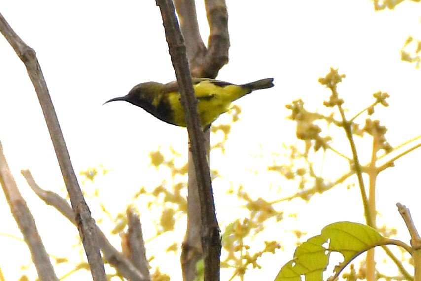 Ornate Sunbird - ML622319388