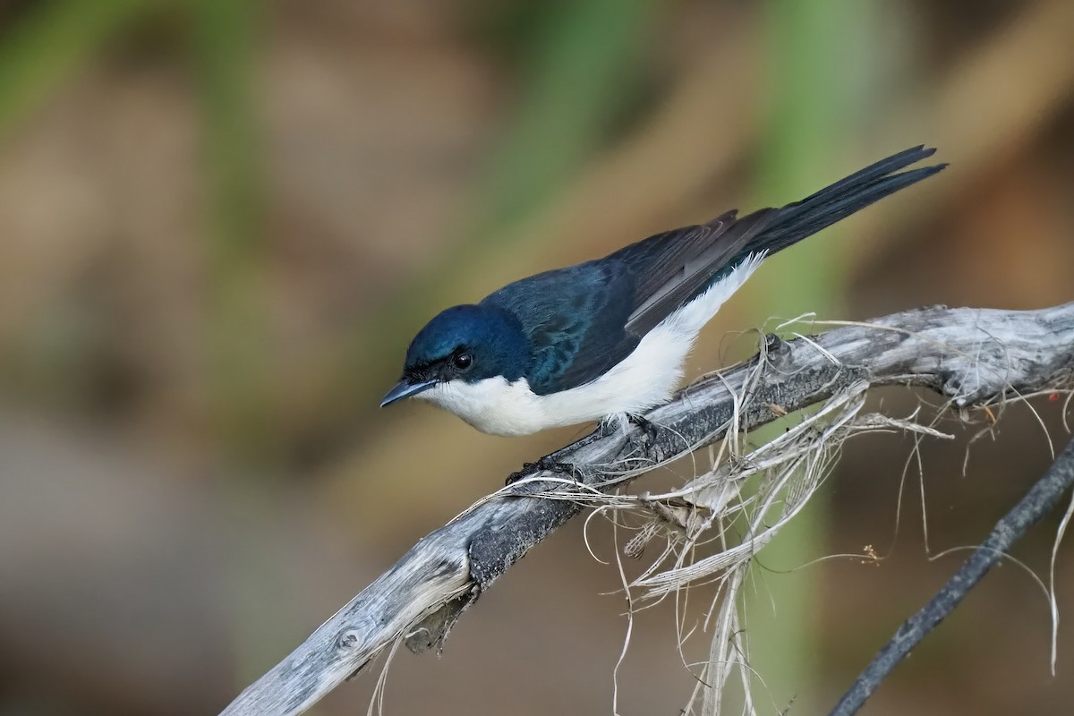 Paperbark Flycatcher - Robert Berry