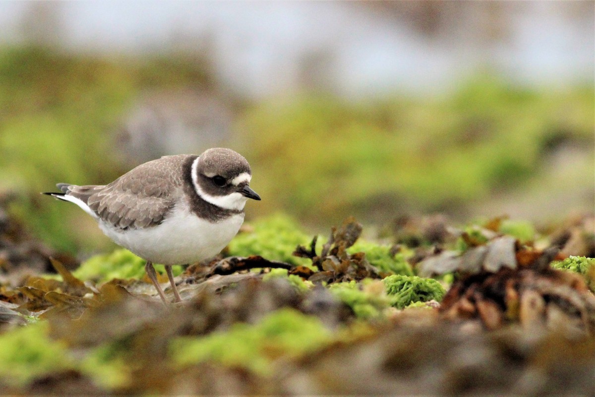 Common Ringed Plover - ML622319469