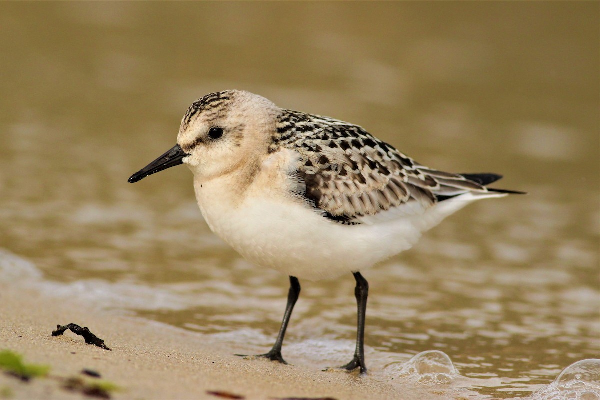 Bécasseau sanderling - ML622319473